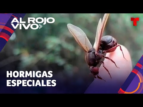 Aseguran que hormigas gigantes de Perú tienen supuestas propiedades afrodisíacas y curativas