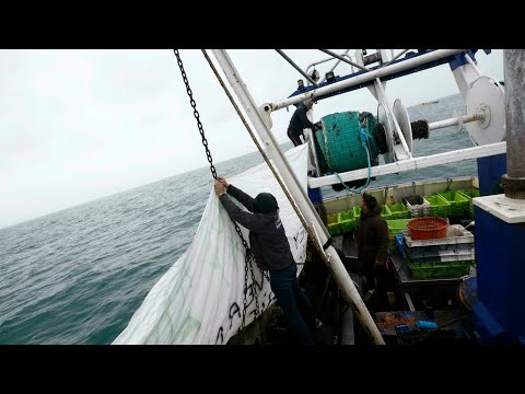 Licences de pêche post-Brexit : des décisions inadmissibles pour la France • FRANCE 24