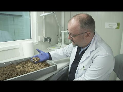 Diversifier les sources de protéines animales grâce aux insectes en Europe