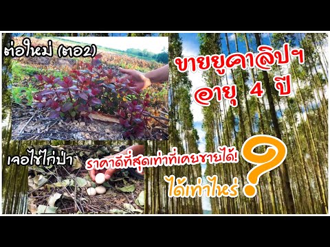 ขายยูคาลิปฯอายุ4ปีราคาดีที