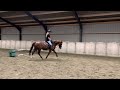 Show jumping horse Lieve springmerrie te koop