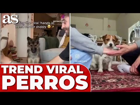 DIFERENTES TIPOS de REACCIONES de PERROS al TREND VIRAL de las MANOS