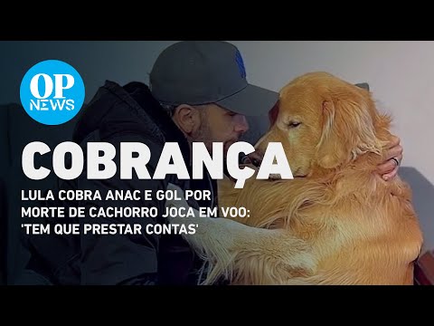 Lula cobra Anac e GOL por morte de cachorro Joca em voo: 'Tem que prestar contas' | O POVO NEWS