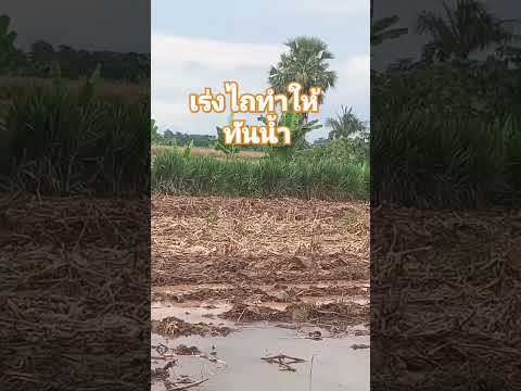 ทำไร่ทำนาshortvideoshorts