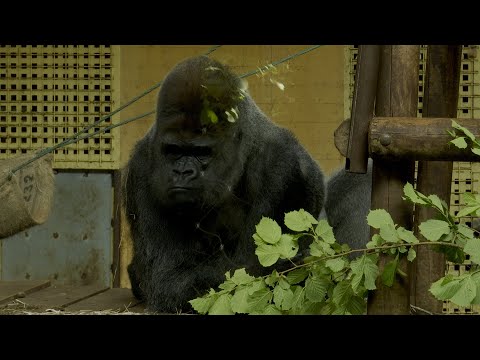 Cabárceno confirma que tres de sus gorilas han tenido coronavirus