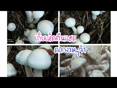 EP.-2-เก็บเห็ดตีนแฮด-ดอกงามๆ EP.-2-เก็บเห็ดตีนแฮด-ดอกงามๆ