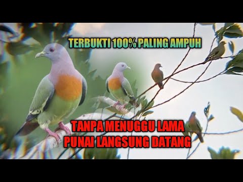SUARA PIKAT PUNAI ‼️ PALING AMPUH DURASI FULL SATU JAM