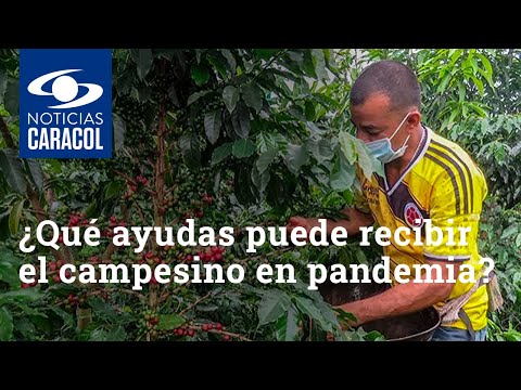 ¿A qué tipo de ayudas puede acceder el campesino colombiano para enfrentar la pandemia