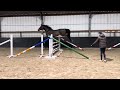 Show jumping horse Nixon x Diarado 3yo stallion VERKOCHT