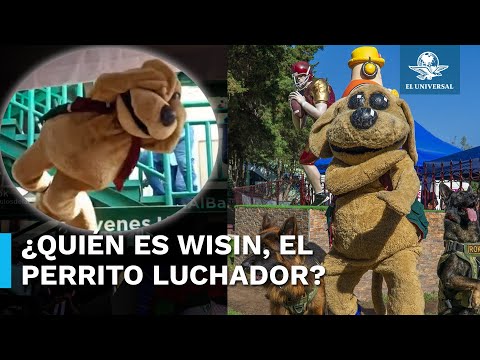 Él es “Wisin”, el perrito luchador que es viral en redes sociales