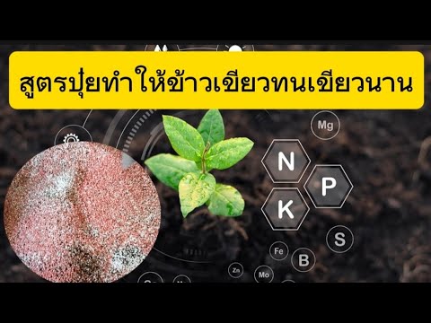 สูตรปุ๋ย​|เขียวทนเขียวนาน​|