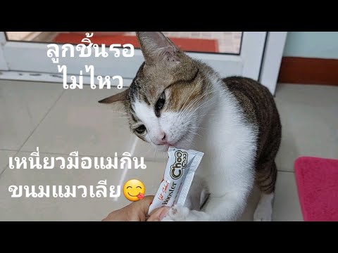 ลูกชิ้นกินขนมแมวเลียได้น่ารักม