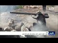 قوات اللواء الرابع في تعز .. ثبات ونضال في قمم الأحكوم