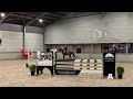 Springpaard Competitieve 13-jarige merrie (Indorado x Cash Coeur)