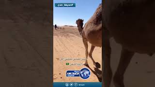 نصيحة مواطنة اثناء المشي مع الإبل