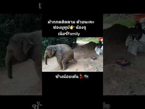 ช้างelephantช้างน้อยshorts