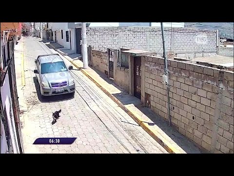 Quito: un perro fue arrollado por una camioneta en plena calle