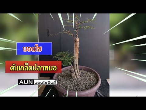 บอนไซต้นเกร็ดปลาหมอโคนคู่