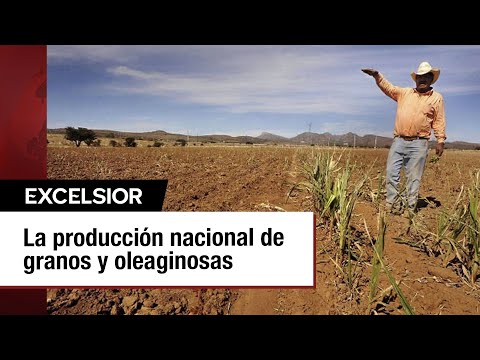 Sequía amenaza con reducir la producción de granos y oleaginosas en 2024