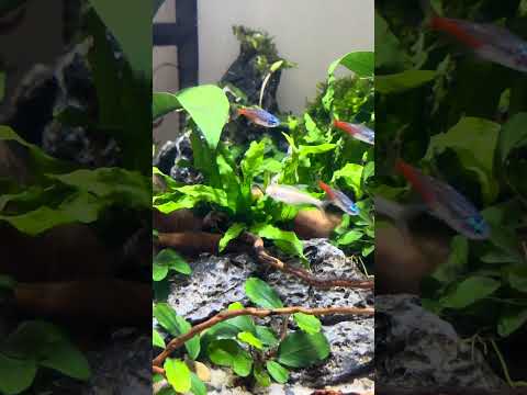 #Neon_tetra