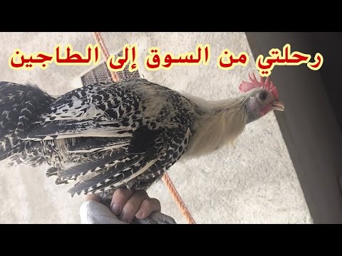 رحلتي من السوق إلى الطاجين