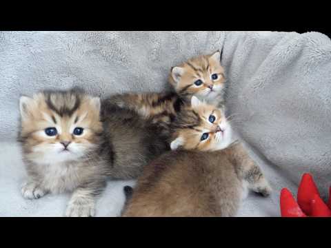 Cute kitten who is the strongest among her siblings but is completely defeated by her mama cat...