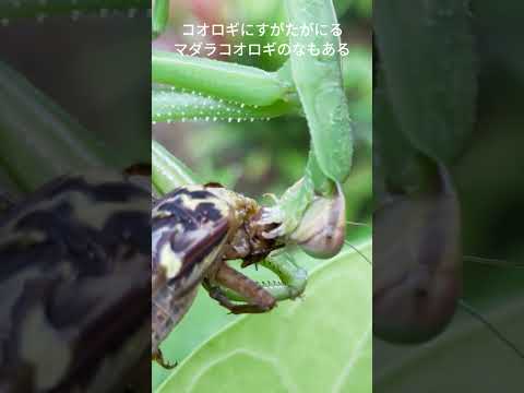 おいしくいただきます(文字つき)