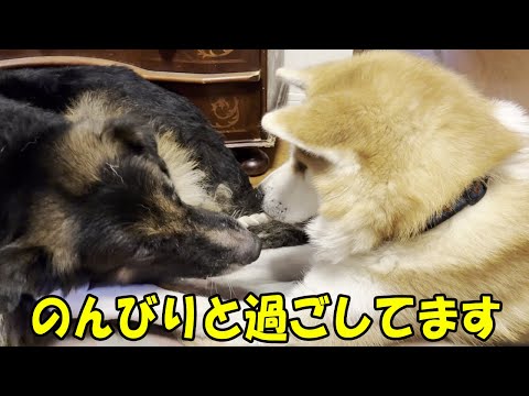 午後はのんびり仲良く遊んでます。秋田犬そら・シェパード犬マック