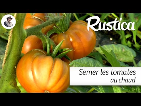 Semer les tomates au chaud