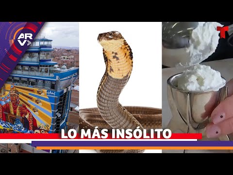 Lo Más Insólito: Helado hecho de plástico, hallan serpiente en una casa, hotel en forma de barco