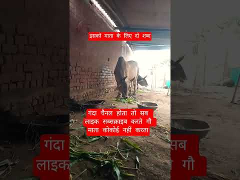 इसको माता के लिएदो शब्द #100millon #cow #motivation #13million #gaumata #farming