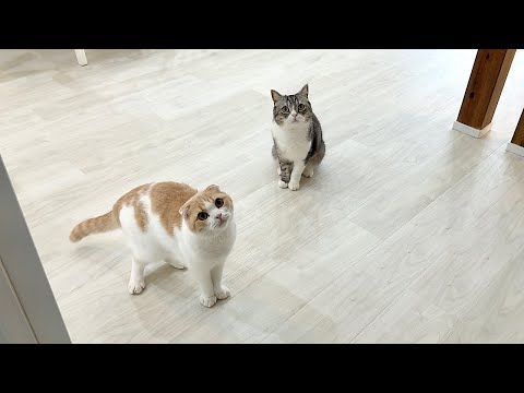 帰ってきたと思ったら忘れ物を取りに戻ってきただけだったときの猫たちの反応が可愛すぎました…