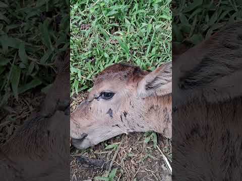 phần, 2 cho bê uống sữa #thanh vlog 2271