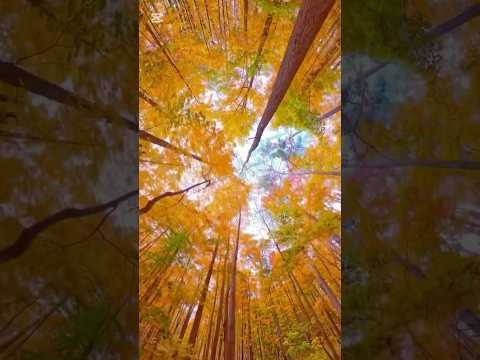 Ontario 🇨🇦 autumn vibes ! 2025