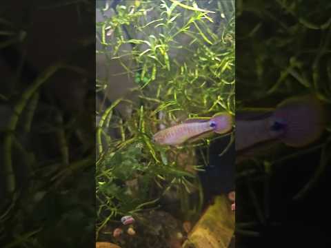 feesh | Water changes #metallica #yt #shorts #shor 