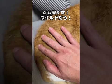 猫の動画サムネイル - 「逆なでして戻す」猫あるあるソング