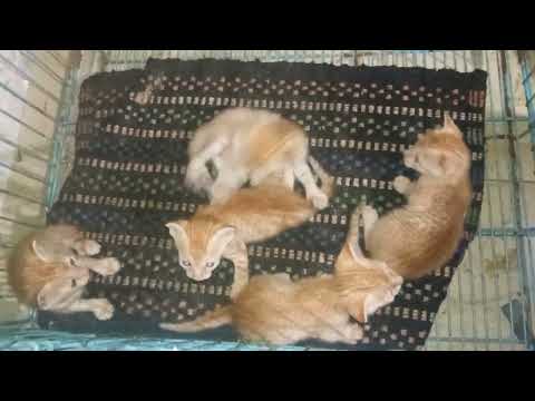 Angry Cat Videos | Angry Cat Compilation  (watch Fight with Sound ) #catvidoes2022 | #kittens #cat