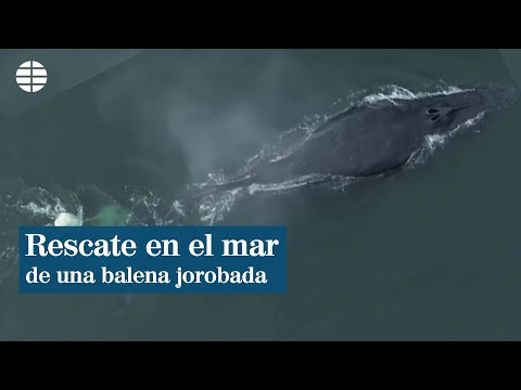Salvan a una ballena jorobada atrapada en una red de pesca ilegal