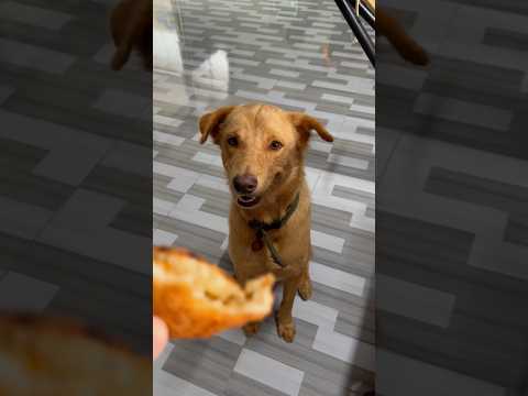 Bòn Bon xin ăn làm mặt hiền lành lắm 😜😜 #pets #haihuoc