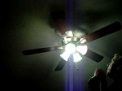 Cat rides ceiling fan