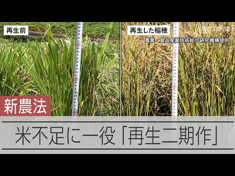1回の田植えで2度収穫　猛暑で拡大「再生二期作」米不足に一役か