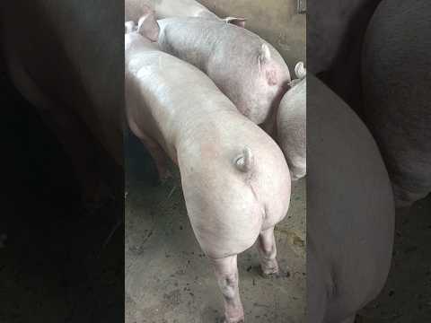 Ngày 31/10: miền Bắc giảm:51-53,MT:49-52,MN:50-53,CPMB:54, CPMN:57,5