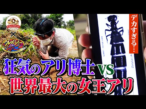 【感情崩壊】１千万匹のアリを率いる世界最大女王アリを探す狂気の男・島田拓！幻のサスライアリを探し巣に密着【どうぶつ奇想天外／WAKUWAKU×クレイジージャーニー】