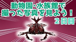 カブトムシの撮った写真を見ながら駄弁る配信2日目[Live32匹目]