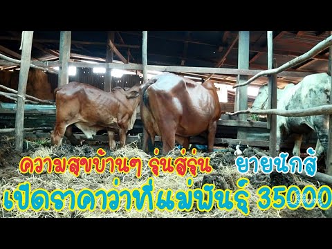 0873789573-เปิดsาคาหน้าคอก-เริ 0873789573-เปิดsาคาหน้าคอก-เริ