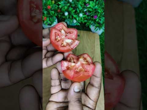 flower cating tomato #food #recipe #cooking #foodie #youtube #testy #stories #shortsvideo #viralfood
