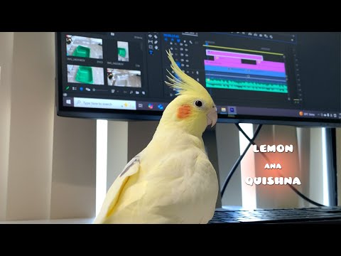 Birds Typing Their Wishes