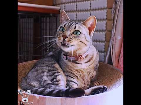 猫にまんまと誘導されてしまった！　#ジェネッタ #マンチカン #短足