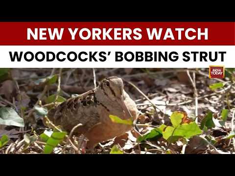 Crowds Flock to Bryant Park for Adorable Woodcocks’ Strut