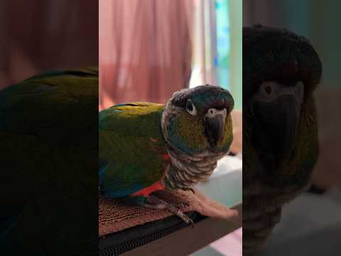 นกกุ๊ปปี้อยากมีเพื่อนกดSuper